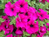 Chorwacka roślinność